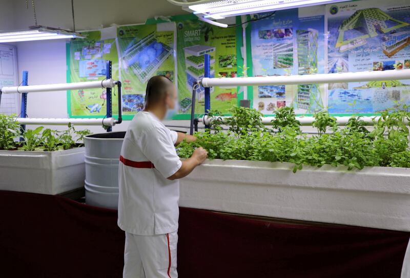 An inmate at Dubai Central Jail works on a hydroponic system. Nilanjana Gupta/ The National