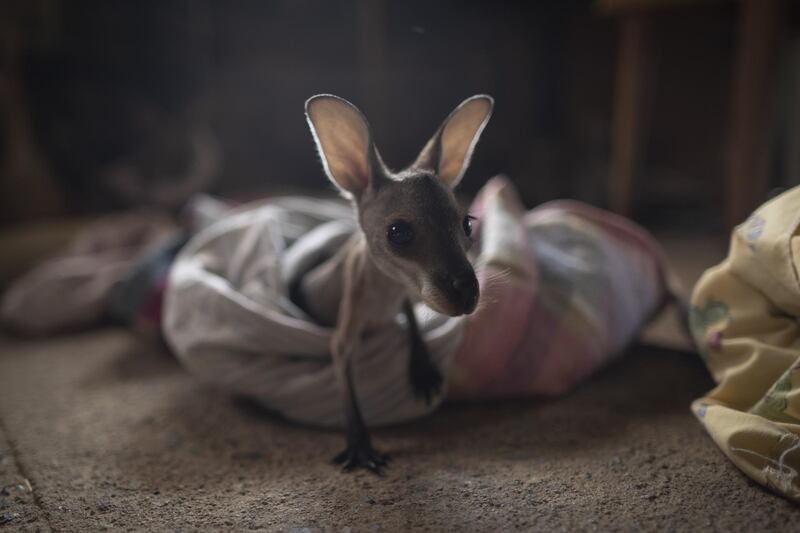 A joey named Thirty, who is under the care of Wytaliba residents and wildlife carers Julie Willis and Gary Wilson in Wytaliba, Australia. Getty Images
