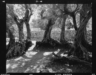 IN BCHA’LEH, LEBANON, THERE ARE 16 OLIVE TREES, SAID TO BE THE OLDEST IN THE WORLD. THE LEGEND SAYS THAT IT IS ONE OF ITS BRANCHES THAT WAS CARRIED BY A DOVE TO SAVE NOAH FROM THE DELUGE 