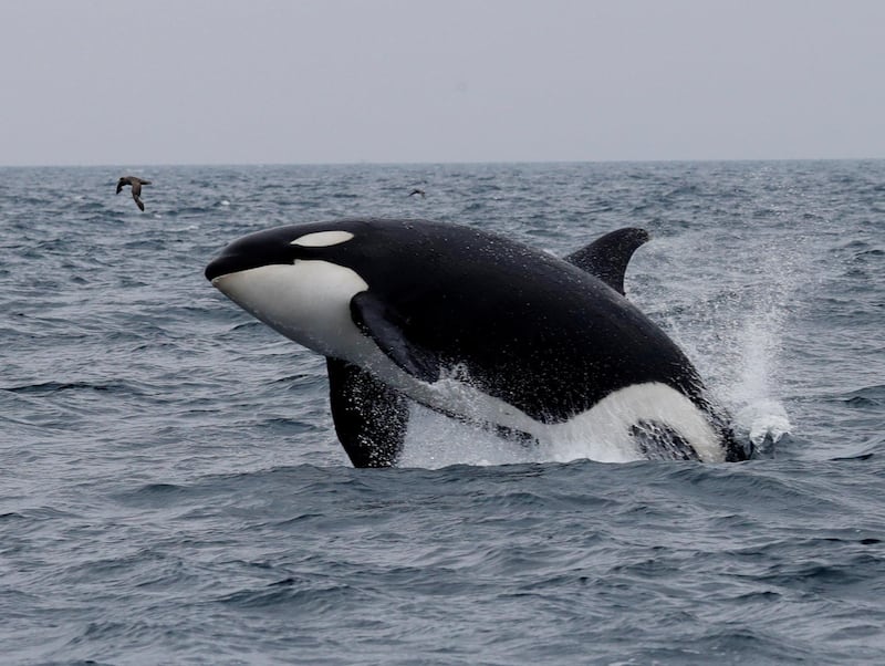 A killer whale jumps out of the water in the sea near Rausu, Hokkaido, Japan. Reuters