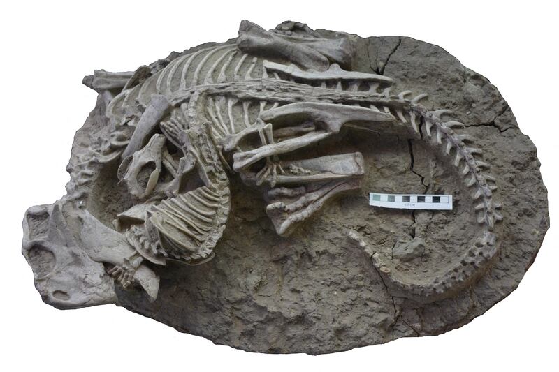 A fossil of entangled psittacosaurus dinosaur and repenomamus mammal skeletons found in China suggests some early mammals may have hunted down dinosaur meat for dinner. Pictures: Canadian Museum of Nature/AP
