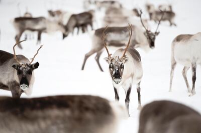 Herd of Reindeer, Inari, Lapland, Finland. Getty Images