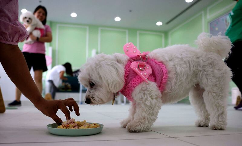 ‘But unfortunately, dogs’ life span is shorter than us. So we are more focused on their welfare and their health so they can live longer as much as possible with us.' AFP