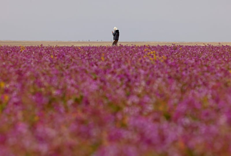 The spectacular show was triggered by heavier-than-usual winter rains