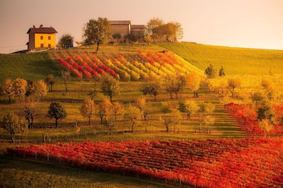 Castelvetro, Modena, Italy, Europe.  Vineyards of Lambrusco Grasparossa in autumn at sunset. Getty Images