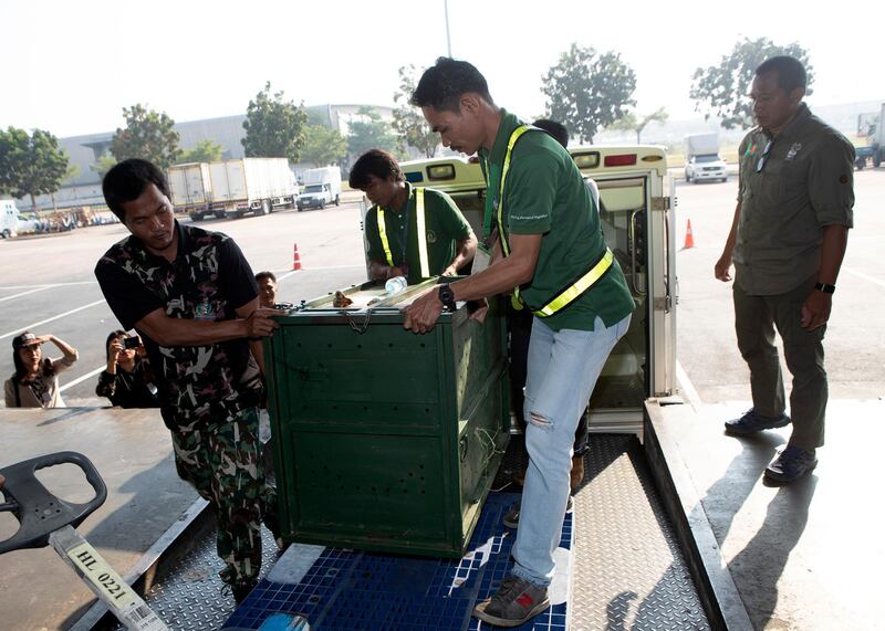 Thai officers move the cage of Cola, 10-year-old female orangutan to be sent back to Indonesia at a Suvarnabhumi Airport in Bangkok. AP
