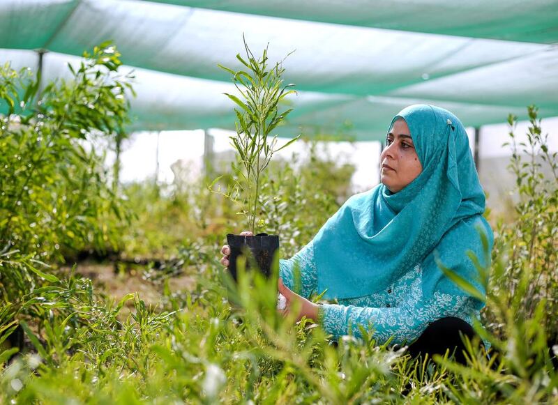 Dr Henda Al Mahmoudi is a Tunisian scientist working at the International Centre for Biosaline Agricultue. (Victor Besa for The National)
