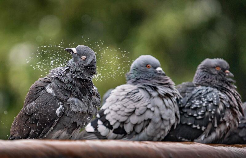 A pigeon shakes off water from its plumage after taking a bath in a fountain in Frankfurt am Main, western Germany.  AFP