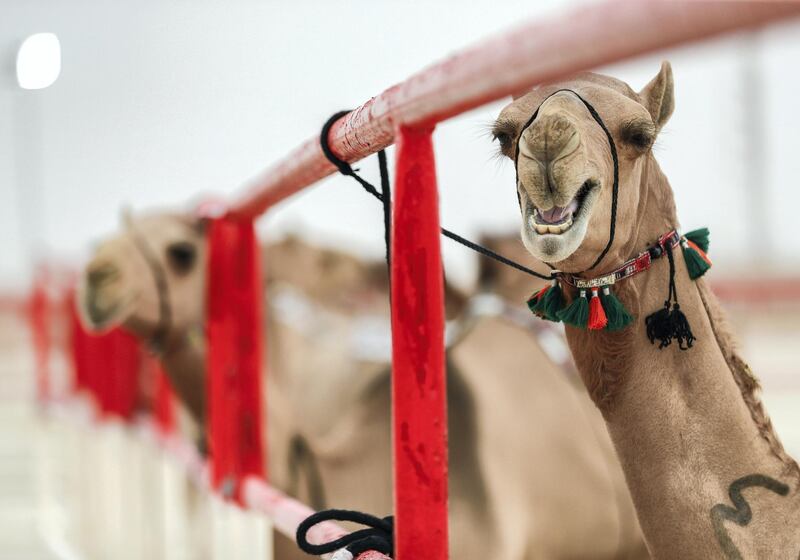 Abu Dhabi, United Arab Emirates, December 10, 2019.  
  Al Dhafra Festival 2019.  A two year old camel part of the final round of the contest.
Victor Besa/The National
Section:  NA
Reporter:  Anna Zacharias