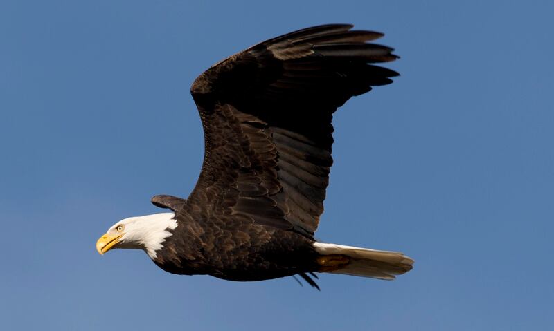 A Louisiana man, 20, has been sentenced to 30 days in prison and a year on supervised release for possessing a bald eagle feather, federal prosecutors said on February 16.  Jonathan Hayward / The Canadian Press via AP