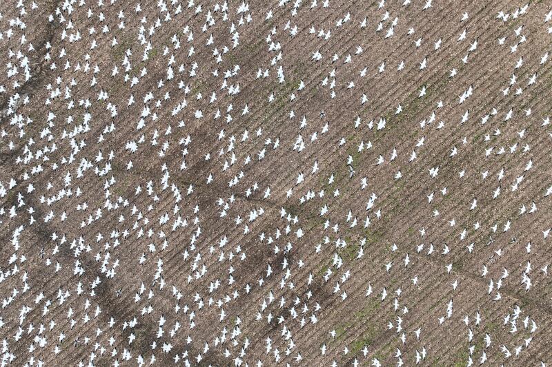 Snow geese take off from a field in Ruthsburg, Maryland. A new strain of highly pathogenic avian influenza – commonly called bird flu – has killed around 1,600 snow geese in two separate areas of Colorado since November, according to state wildlife officials. AFP