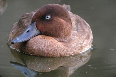 The world’s rarest duck, the Madagascar pochard, is on the rise thanks to a major conservation effort backed by the Mohamed bin Zayed Species Conservation Fund. Wam  