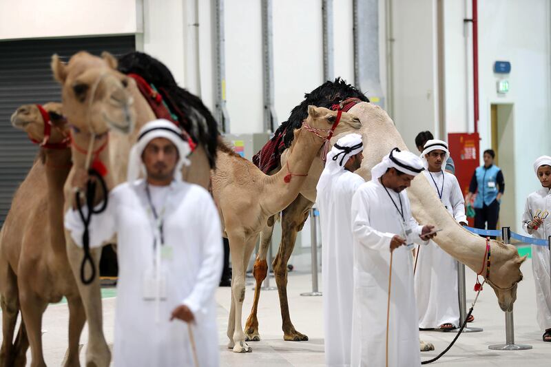 ABU DHABI , UNITED ARAB EMIRATES , SEP 15  ��� 2017 : Camel auction going on in the ADIHEX 2017 held at  Abu Dhabi National Exhibition Centre in Abu Dhabi. ( Pawan Singh / The National ) Story by Anna