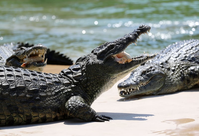 Feeding time at Dubai Crocodile Park 