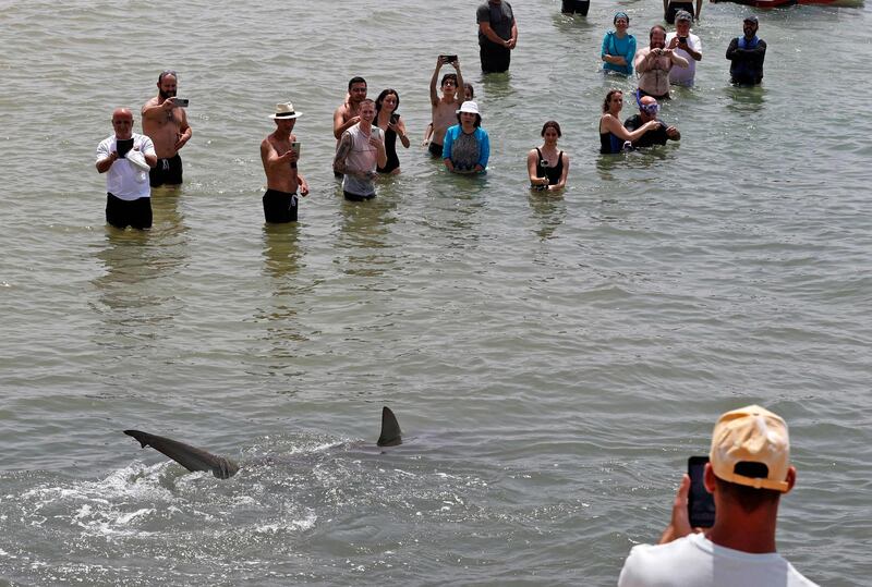 Experts said the sharks' movements in the region during certain seasons might have something to do with their reproductive cycles. AFP