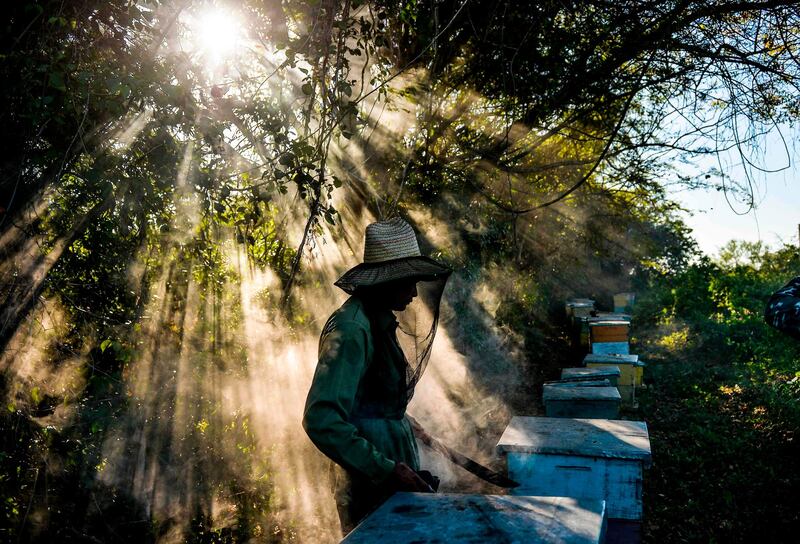 A beekeeper works at an apiary in Navajas, Matanzas province, Cuba. AFP