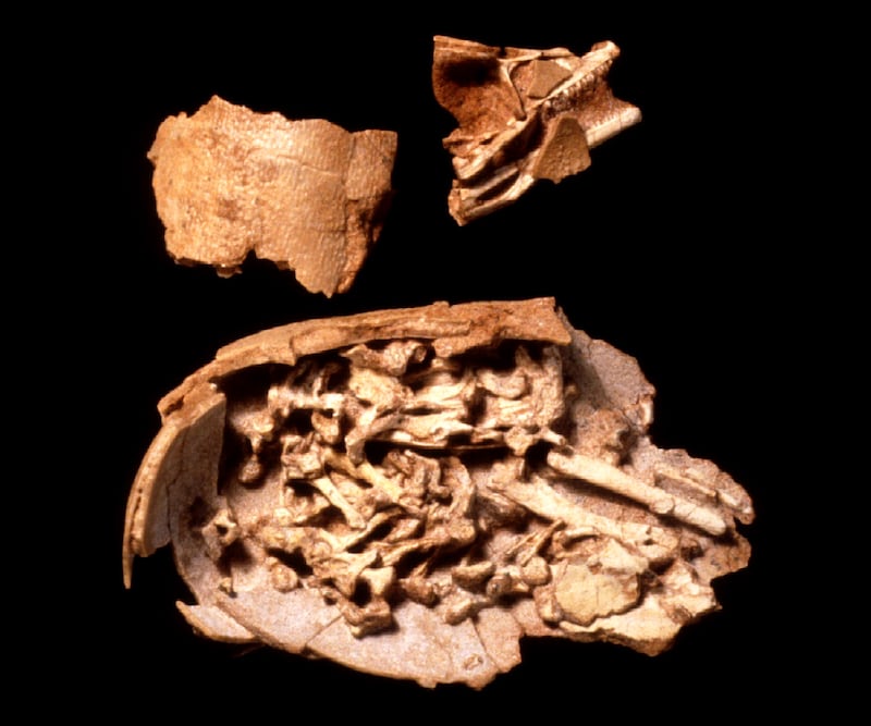 A nearly complete Oviraptorid dinosaur embryo, bottom, the outer surface of its egg, left, and the fragments of a dinosaur skull, possibly belonging to a Velociraptor, were all discovered in a nest in Mongolia in November 1994. EPA