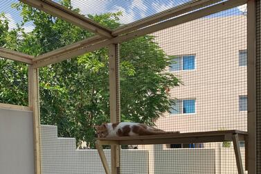 Evelyn Lau's cats Georgie and Zabeeb enjoying the catio. 