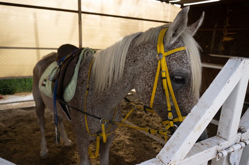 DXB Horseriding often rescues and retrains its horses