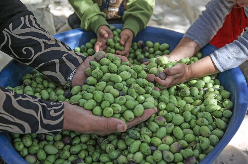 A Palestinian family sorts out olives during harvest season at an olive grove in Khan Yunis in the southern Gaza Strip. AFP