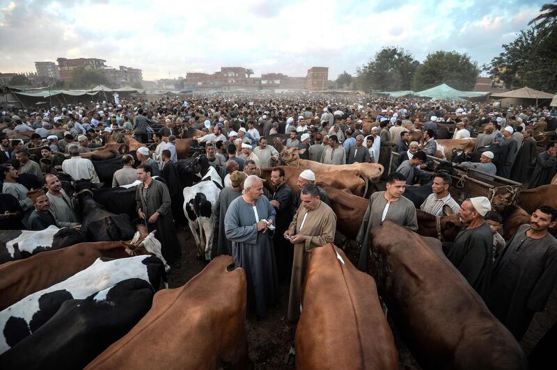 Egyptian cattle traders gather at the Ashmun market in Egypt's Menufia Governorate ahead of Eid Al Adha. Mohamed El Shahed / AFP