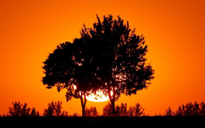The sun sets behind a tree in Baralle as a heatwave swept through France. Reuters