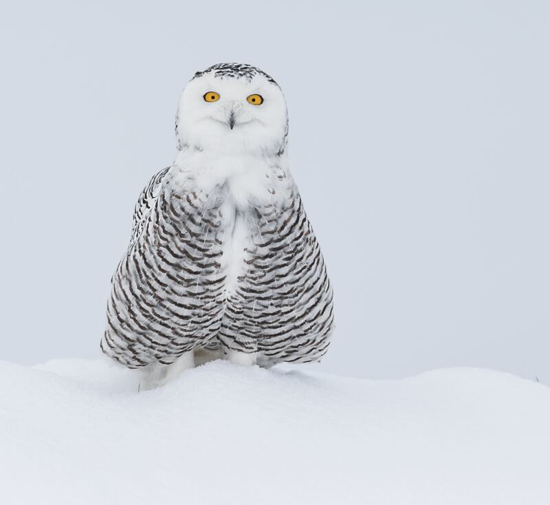 A snowy owl in Creemore, Canada. Vince Maidens / Comedywildlife