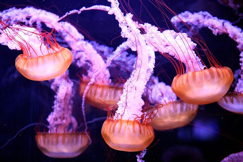 Jellyfish displayed in a tank at the Aquarium of Paris.  AFP