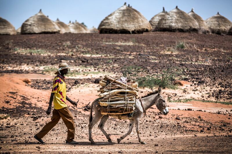 A man walks with a donkey carrying firewood in a remote dry area near Maradi, Niger in 2019. AFP