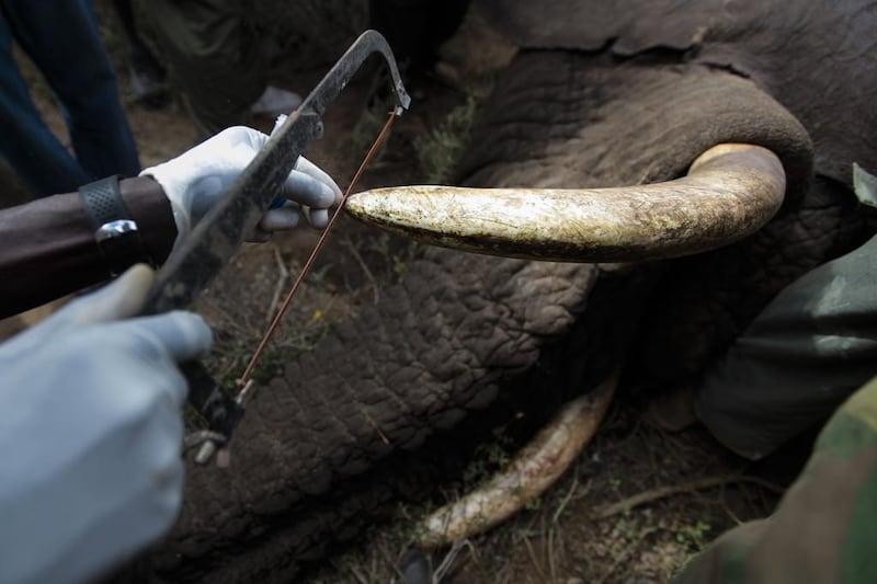 A vet from the Kenya Wildlife Service saws off the tip of a wild elephant's tusk during an elephant-collaring operation near Kajiado, southern Kenya. This can help the elephant eat more easily but is a highly-skilled task. Dai Kurokawa / EPA