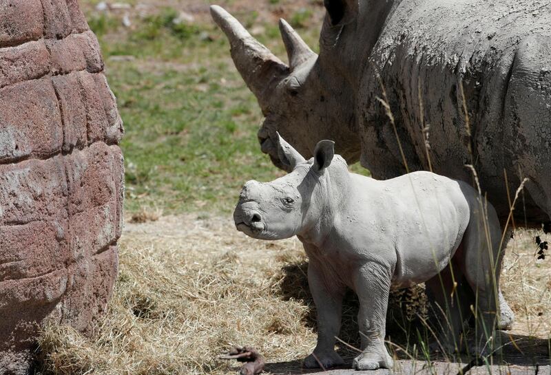 White rhino Tanda and its two-month-old female calf Ushindi are seen at the Lewa Savanne enclosure at Zoo Zurich in Switzerland. Reuters