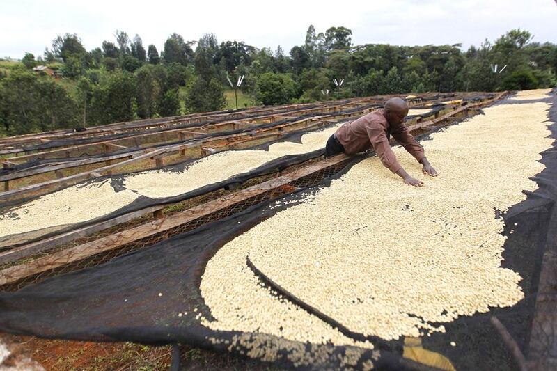 A farmer dries coffee beans at a factory in Kienjege. Kenyan coffee is cultivated on about 170,000 hectares with more than 600,000 small scale farmers each owning less than two hectares. There are 3,270 estates with farms of between two to 20 hectares. Thomas Mukoya / Reuters
