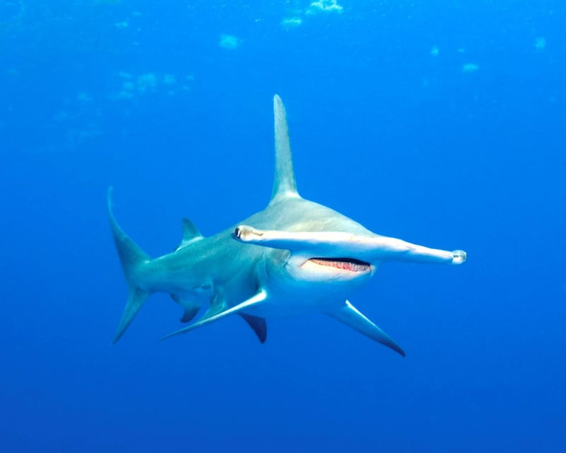 Hammerhead shark (Sphyrna mokarran)
- IUCN status: Endangered
- Widely distributed, but threatened by fishing for its fins and as accidental bycatch
- Numbers have plummeted by four-fifths over the last quarter of a century. Image by Â© Norbert Wu/Science Faction/Corbis