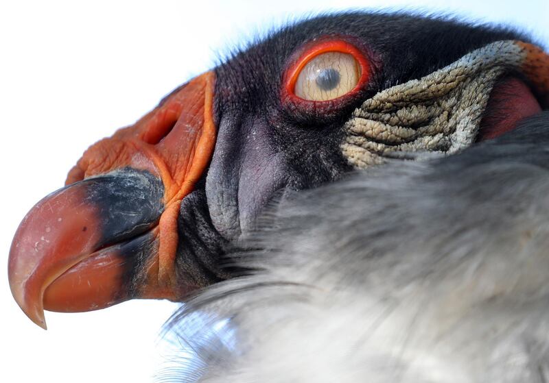 A king vulture closes his eye lids in its enclosure in the Berlin Zoo, in Berlin, Germany. EPA
