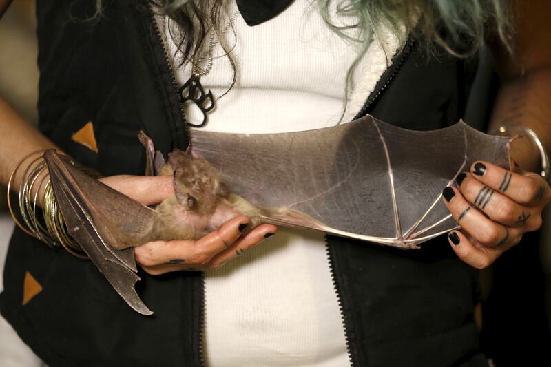 Lifschitz holds an injured Egyptian fruit bat at her home in Tel Aviv before the sanctuary was set up. Reuters