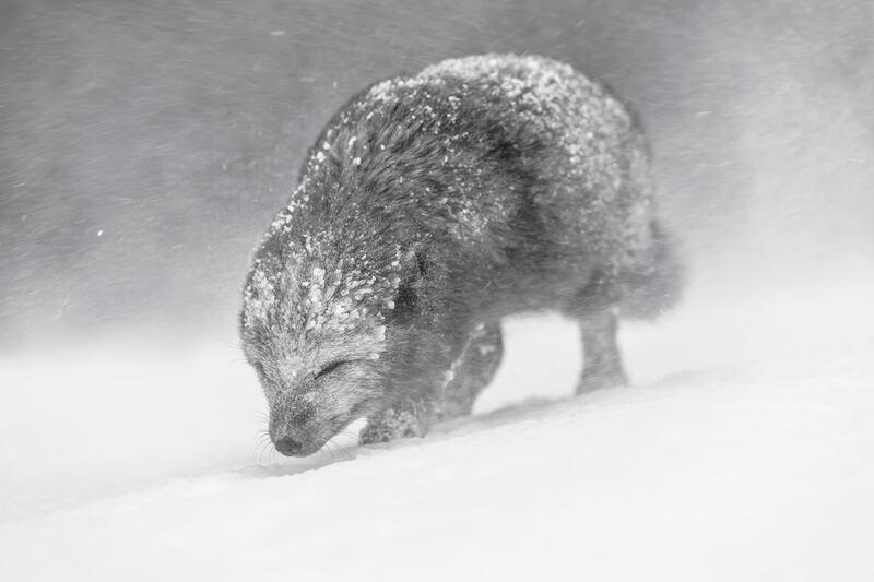 Gold medal, Black and White: rare blue morph arctic fox, Iceland, by Vince Burton, UK.