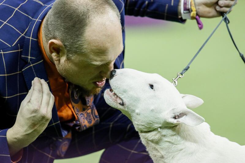 Coaching: A miniature bull terrier competes during 144th Westminster Kennel Club dog show. AP