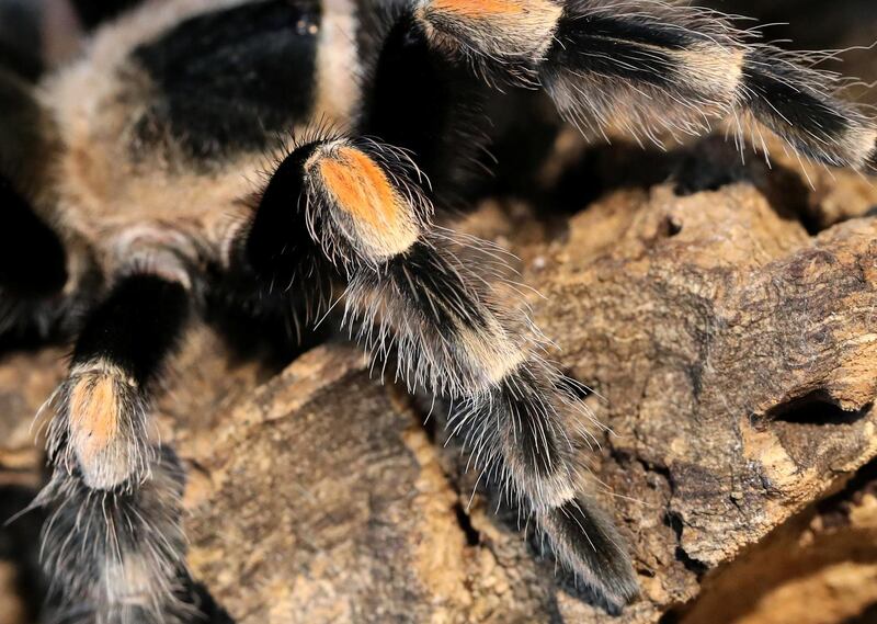 Dubai, United Arab Emirates - July 03, 2019: Mexican red knee tarantula. The Green Planet for Weekender. Wednesday the 3rd of July 2019. City Walk, Dubai. Chris Whiteoak / The National