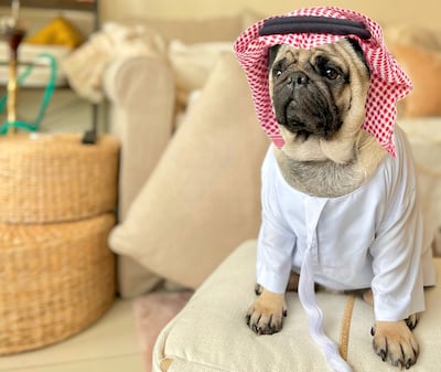 Almond, a pug in Dubai, is a part-time nano-influencer with 5,200 followers on Instagram. Photo: Almond