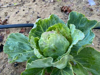 A cabbage grown by Anu Ranade, who says we should all be able to harvest our own food, for at least four or five months of the year. Courtesy Anu Ranade