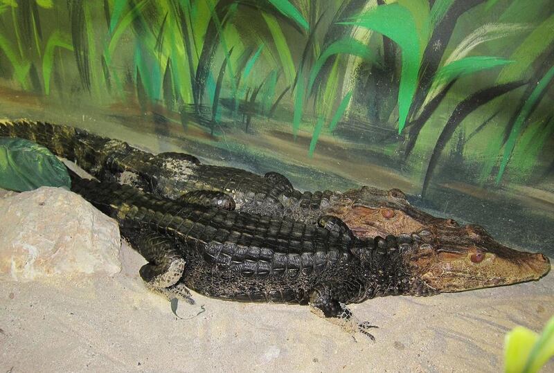 The American Dwarf Crocodiles are on show at Al Ain Zoo’s reptile house. It also hosts the largest crocodile species on the planet. Courtesy Al Ain Zoo 