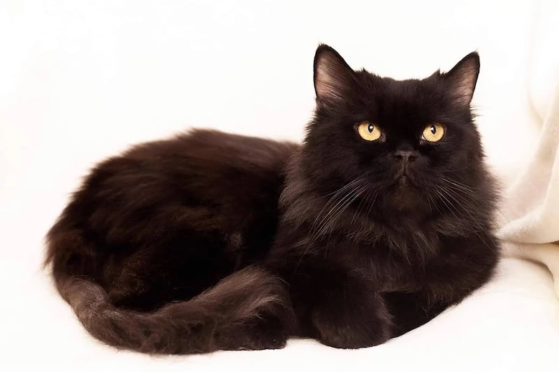 Diamond, 2, male. Photo: 9 Lives