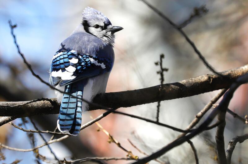A blue jay sits on a tree branch in Central Park, New York. EPA
