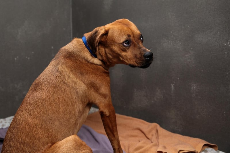 LONDON, ENGLAND - DECEMBER 13: Rosie, a one year-old mongrel, is pictured in a kennel at Battersea Dogs and Cats Home, where it has lived for 20 days on December 13, 2018 in London, England. The animal shelter, which was founded in London in 1860, is currently seeking homes for some of its longest standing residents.  (Photo by Jack Taylor/Getty Images)