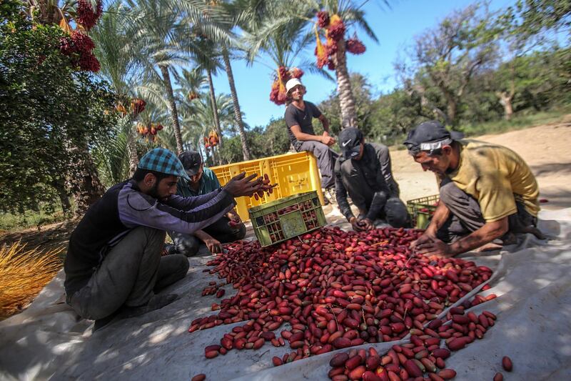 Palestinians sort red dates in baskets, in Deir al Balah town, the central Gaza Strip. The Gaza Strip annual season of collecting red dates, one of the most important products of the agricultural sector, began at the end of September and is expected to continue till December. According to local figures, there are 250,000 palm trees in the Gaza Strip, only 150,000 are bearing fruits, with annual production of 12,000 to 15,000 tons of red dates. Farmers, however, are facing regular issues related to storing and exporting their production in light of border closure and the Israeli restrictions imposed on exported quantities from the enclave.  EPA