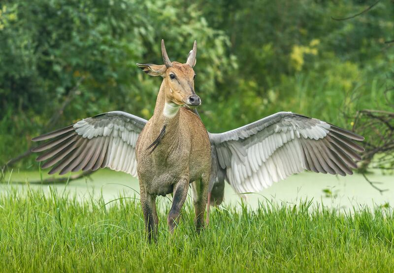 Highly Commended - Pegasus, the flying horse by Jagdeep Rajput. Photo: Jagdeep Rajput / Comedy Wildlife 2022