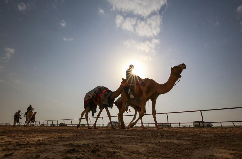 Kuwaiti men arrive with a herd of camels at the 19th international race championship at the Kuwait Camel Racing Club. AFP