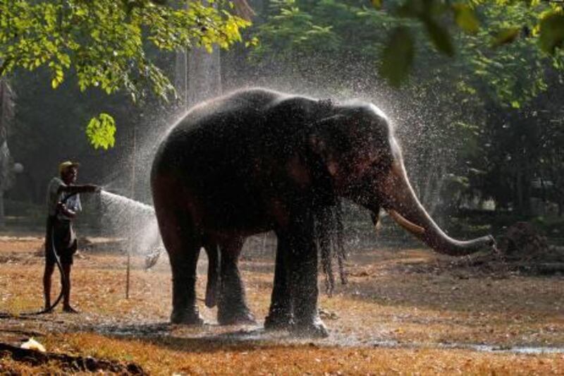 A Sri Lankan mahout sprays water on an elephant before taking it for a procession in Colombo, Sri Lanka, Saturday, Feb. 27, 2010. Dozens of elephants are brought to a Buddhist temple in Colombo to take part in an annual procession scheduled to be held Saturday and Sunday. (AP Photo/Eranga Jayawardena) *** Local Caption ***  DEL101_Sri_Lanka_Elephants.jpg