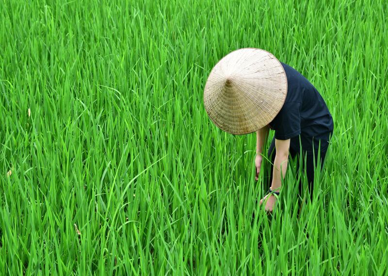 The dying icon of Vietnam: why the conical hat is struggling for