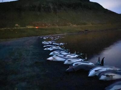 The carcasses of white-sided dolphins pictured on a Faroese beach after they were killed in a traditional hunt. Photo: Sea Shepherd Conservation Society